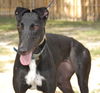 Mostly Onyx