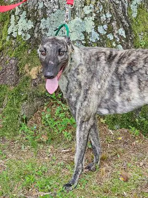 Mark - Greyhound