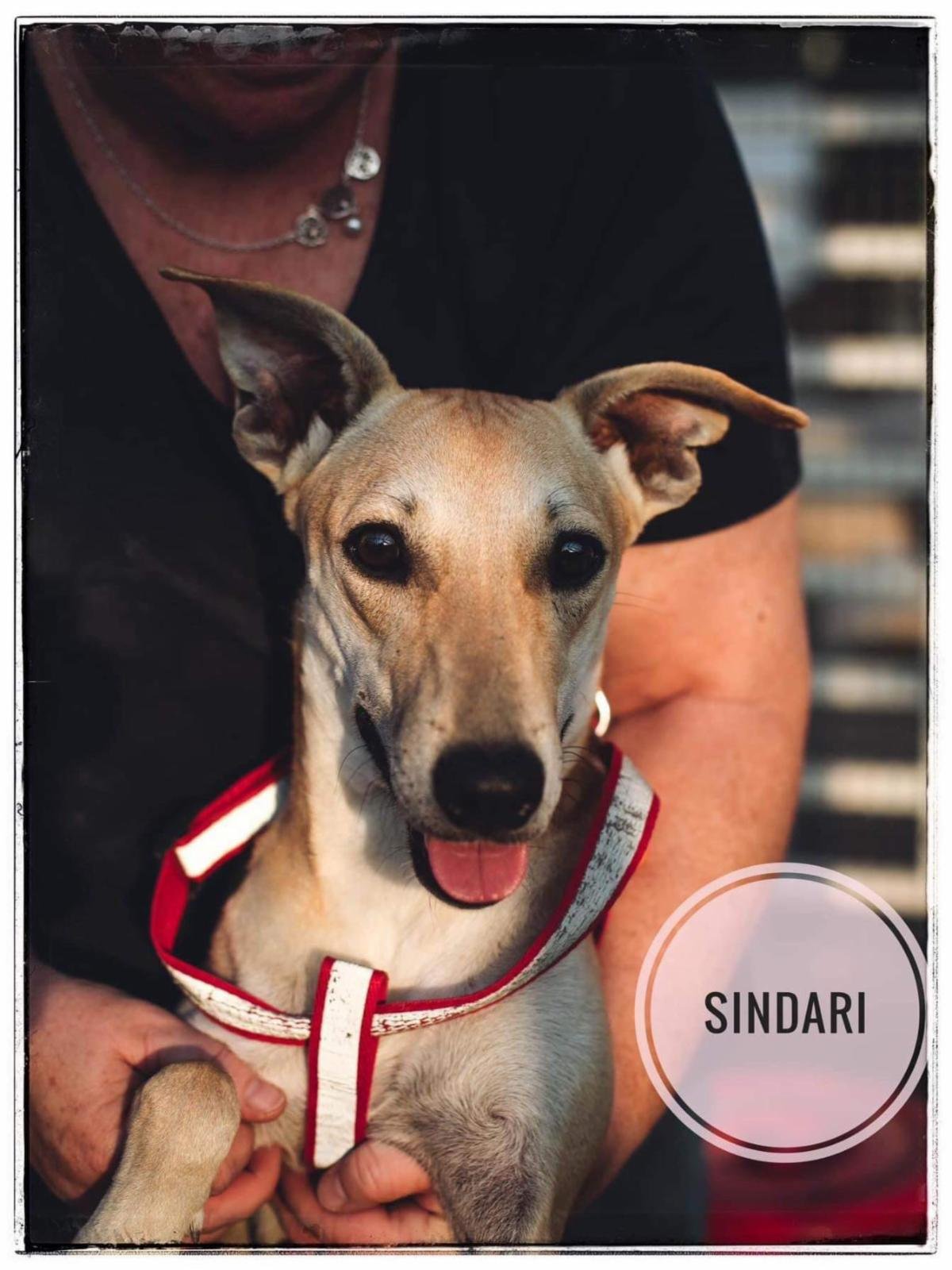adoptable Dog in Cherry Hill, NJ named Sindari-Wadi dog