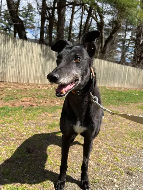 Rolo image 2