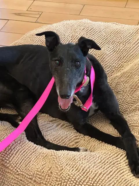 Gemma image 2