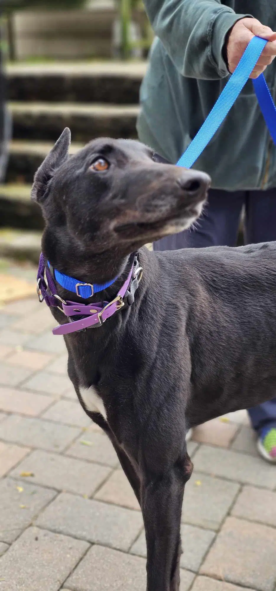 Diego - Greyhound