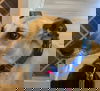 Roo