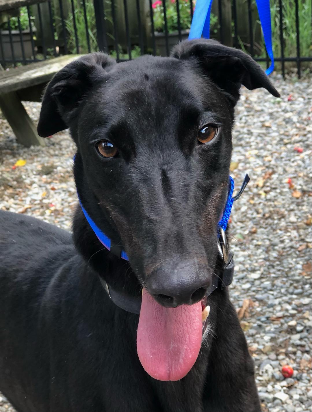 adoptable Dog in Millsboro, DE named Spartan