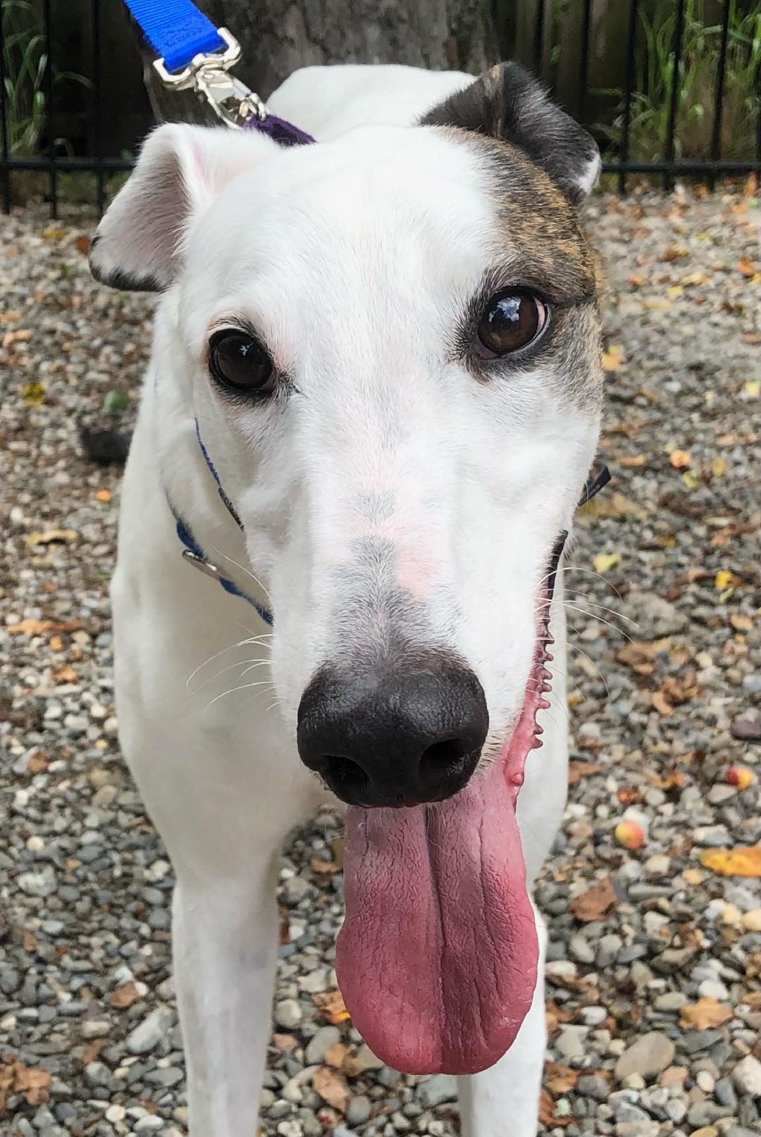 adoptable Dog in Millsboro, DE named Ghost