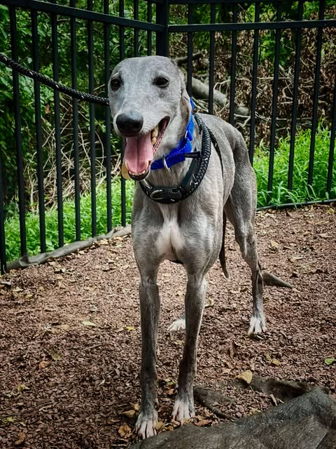 adoptable Dog in Millsboro, DE named Tim