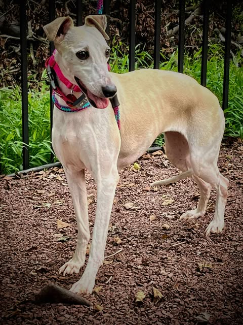 adoptable Dog in Millsboro, DE named Telley