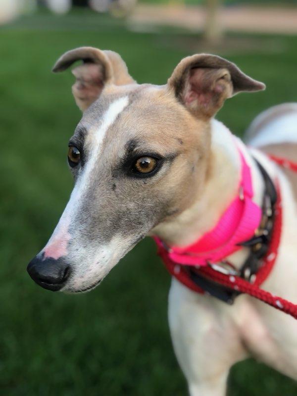 adoptable Dog in Millsboro, DE named Clancy