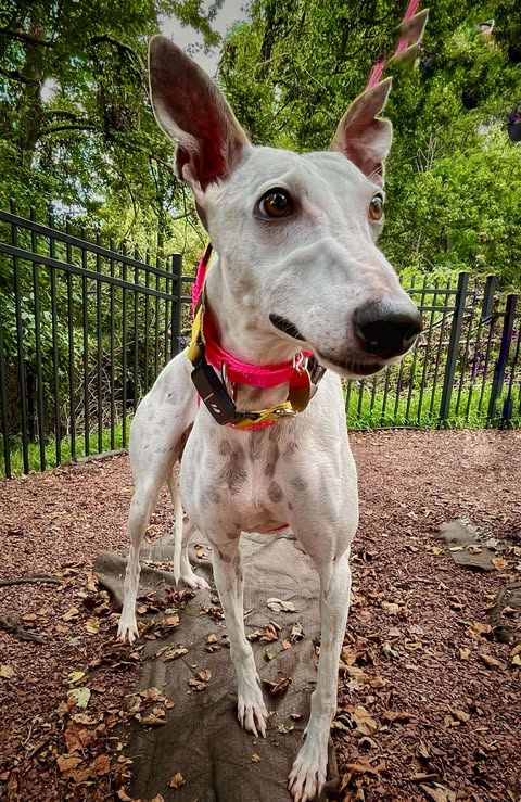adoptable Dog in Millsboro, DE named Tracy
