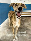 Crumpet