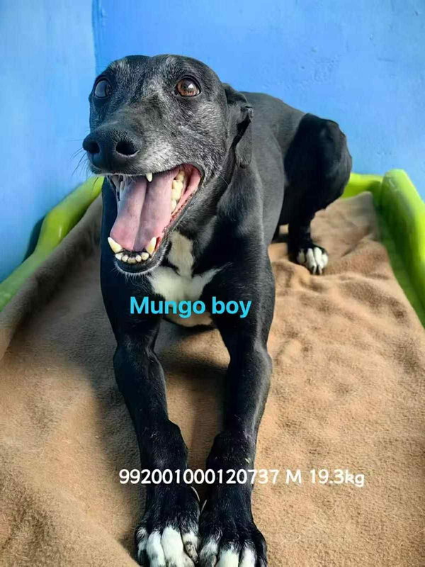 Mungo