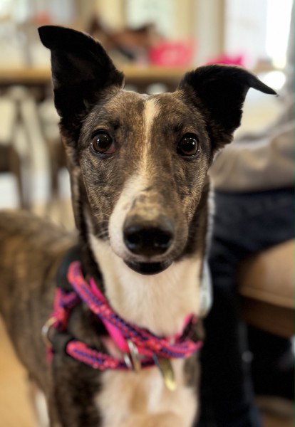 Cuihua, an adoptable Whippet in Millsboro DELAWARE, NJ