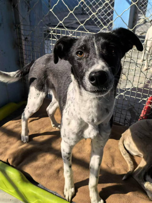 Peaches, an adoptable Greyhound in Millsboro DELAWARE, NJ