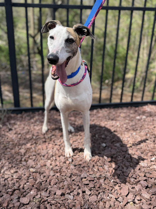 Qian Qian, an adoptable Greyhound in Millsboro DELAWARE, NJ