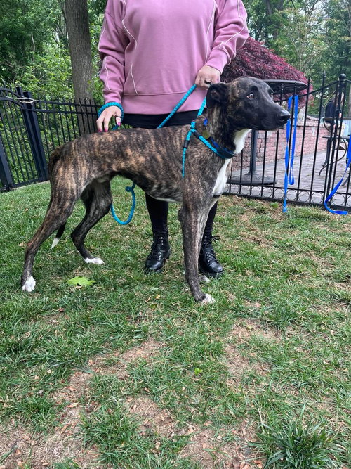 Prince, an adoptable Greyhound in Millsboro DELAWARE, NJ