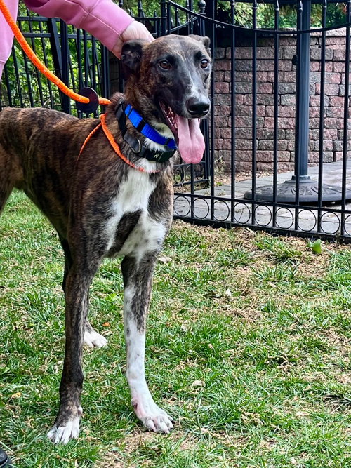 Marcus, an adoptable Greyhound in Millsboro DELAWARE, NJ