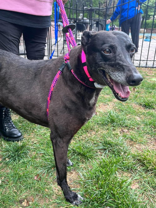 Milkish, an adoptable Greyhound in Millsboro DELAWARE, NJ