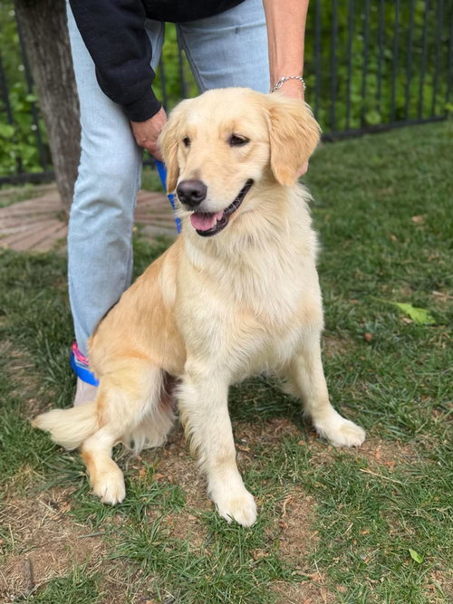 Lily, an adoptable Golden Retriever in Millsboro DELAWARE, NJ