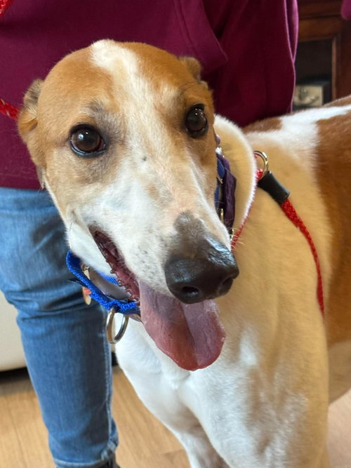 Iason, an adoptable Greyhound in Millsboro DELAWARE, NJ