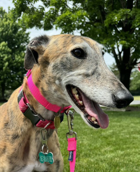 Bec, an adoptable Greyhound in Millsboro DELAWARE, NJ