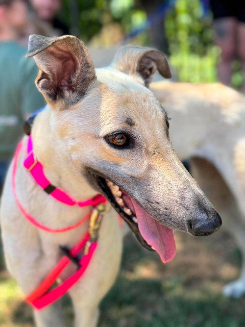 Lily, an adoptable Whippet in Millsboro DELAWARE, NJ