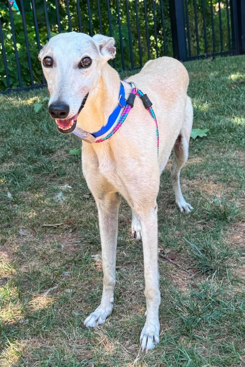 Louise, an adoptable Greyhound in Millsboro DELAWARE, NJ