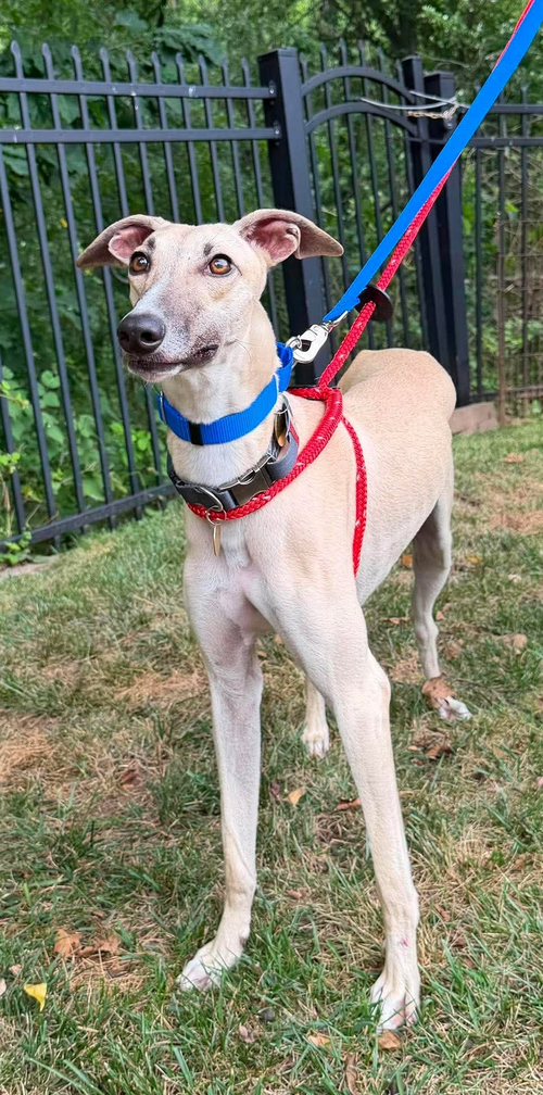 BAZ, an adoptable Greyhound in Millsboro DELAWARE, NJ
