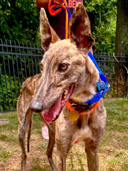 Tony, an adoptable Greyhound in Millsboro DELAWARE, NJ