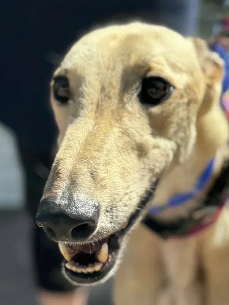 Lemon - Greyhound