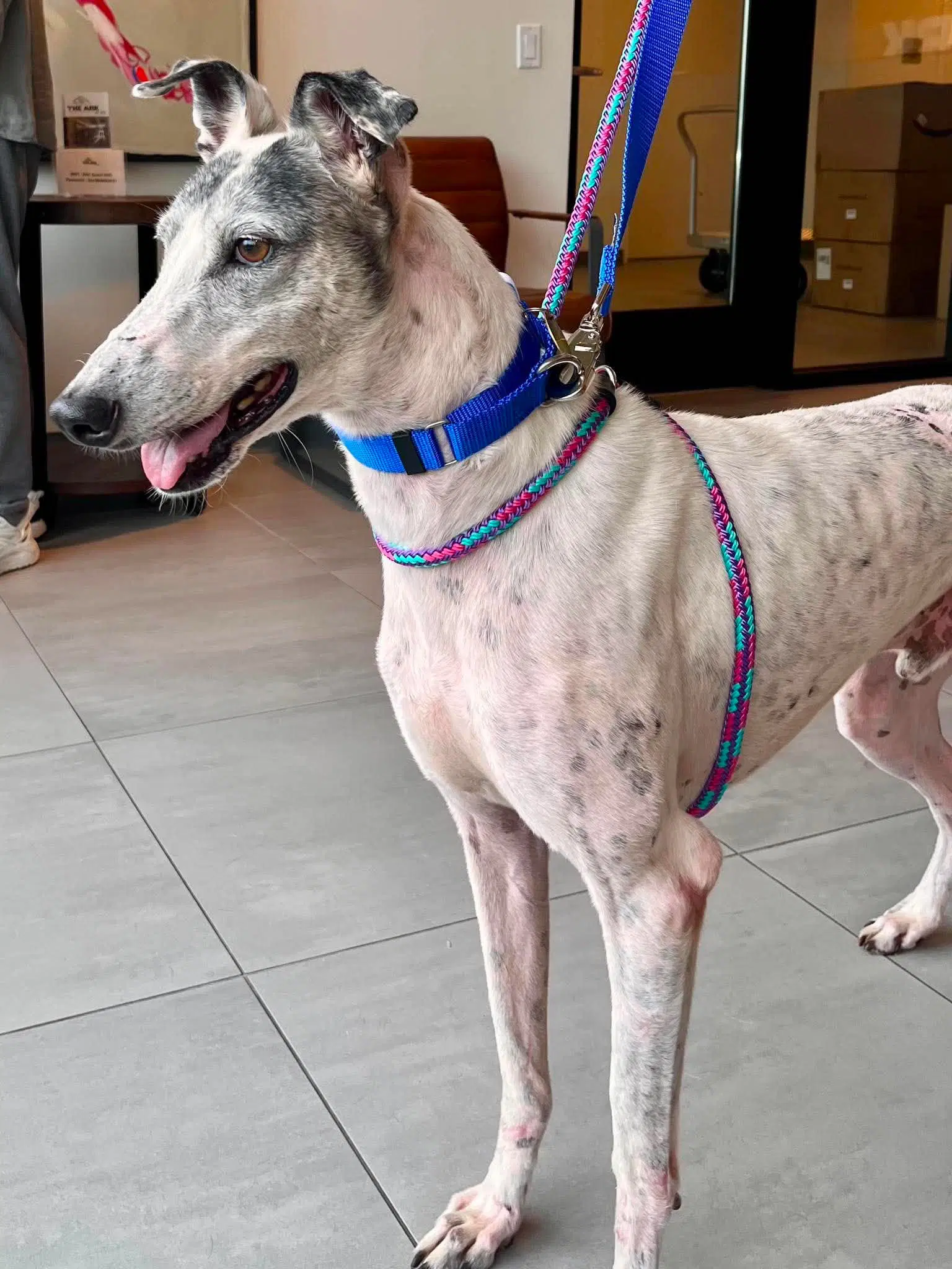 Guiness - Greyhound