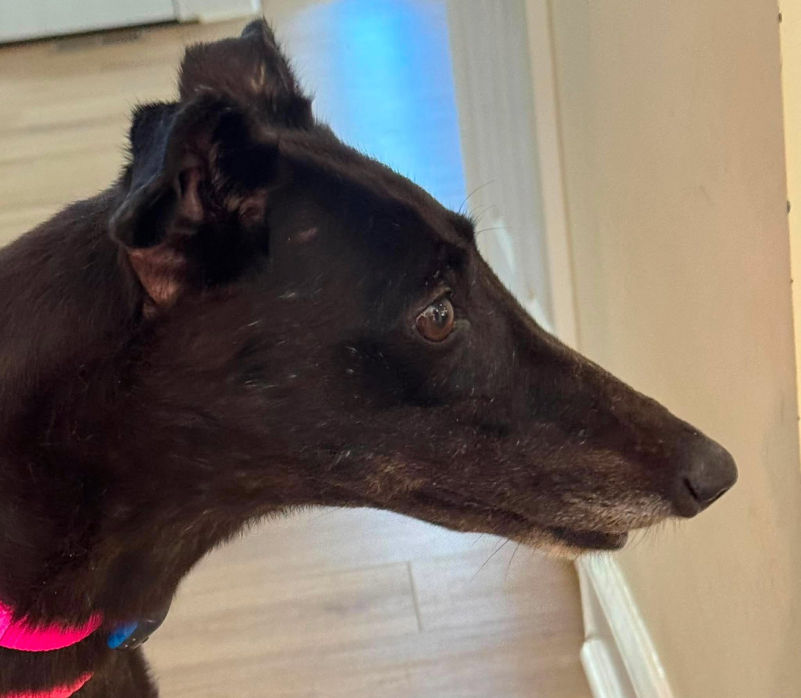 Lizzy, dog — photo 1 of 3