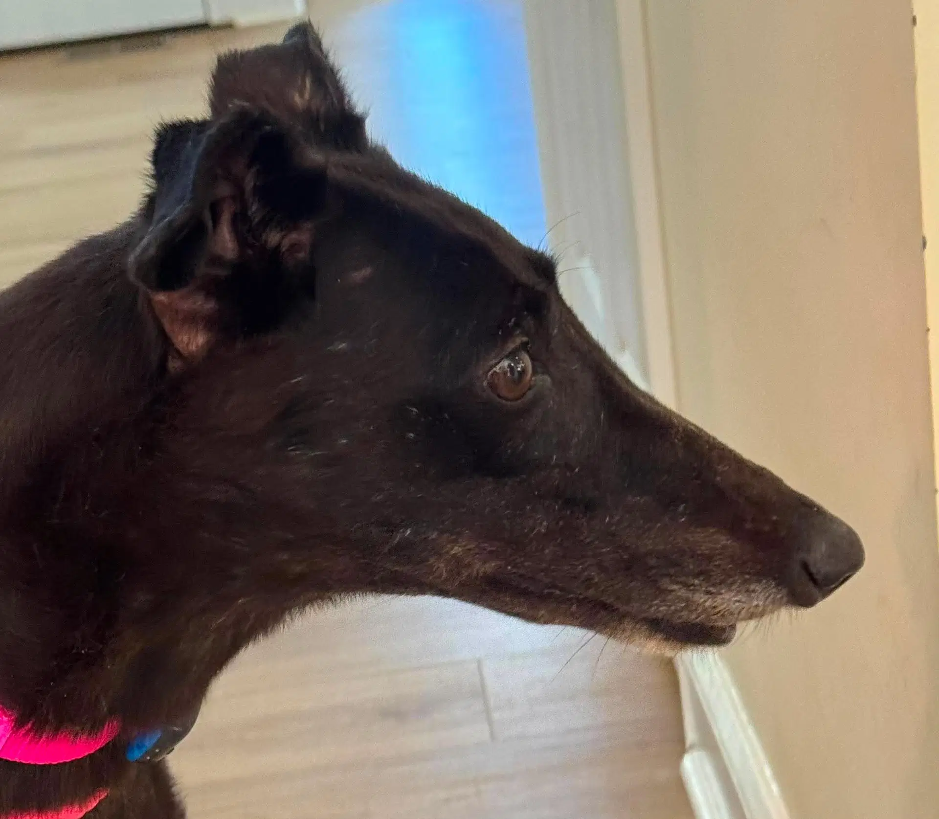 Lizzy - Greyhound