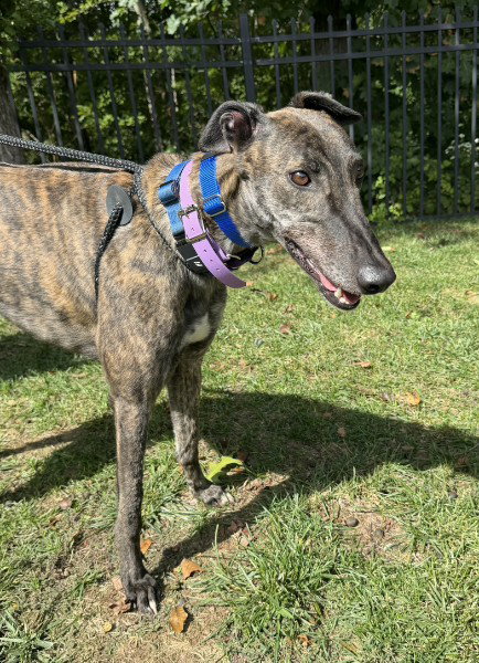 Gus, Greyhound