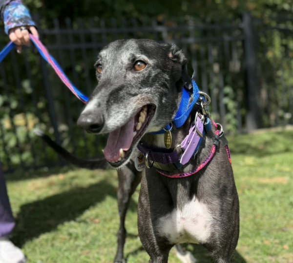 Vance, Greyhound