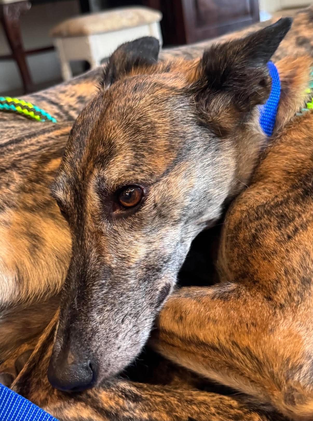 Whiskey - Greyhound