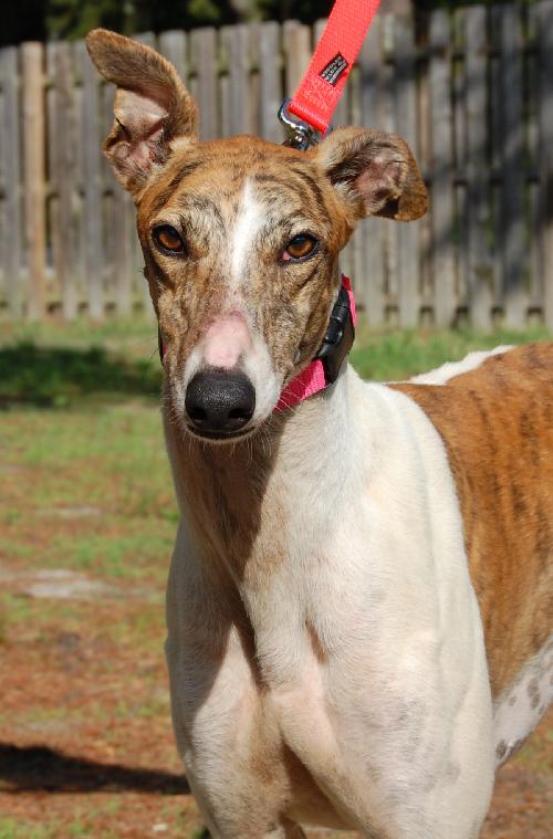 Mexican shop greyhound dog