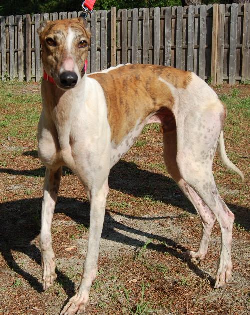 Mexican 2025 greyhound dog