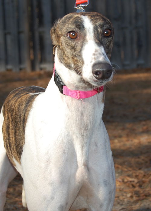 Turbo Ziva