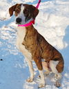 Annaliese