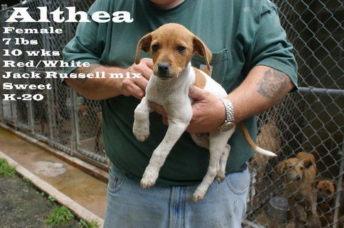 Althea