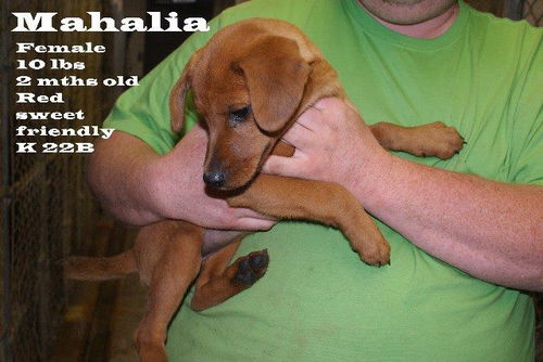 Mahalia - PENDING ADOPTION NOT AVAILABLE