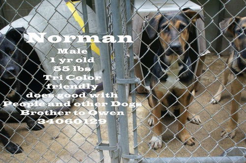 Norman