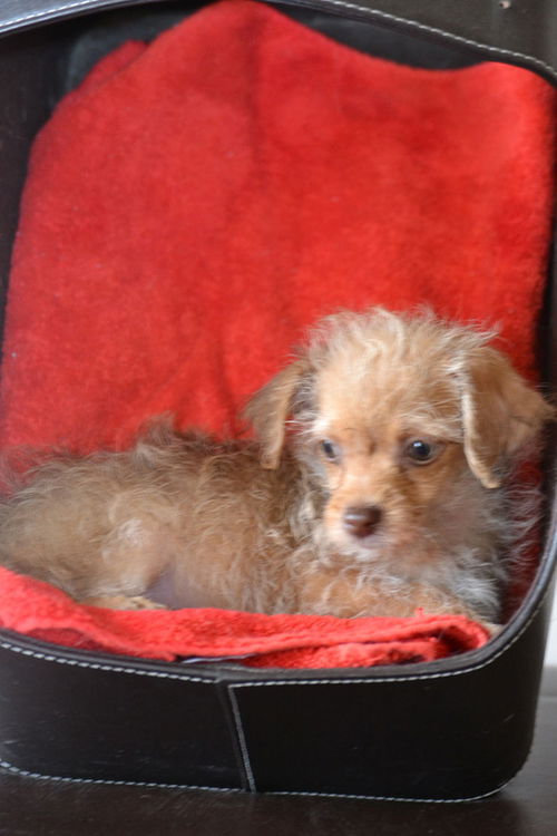 Family pup - Amsterdam ADOPTION PENDING