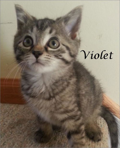 Violet