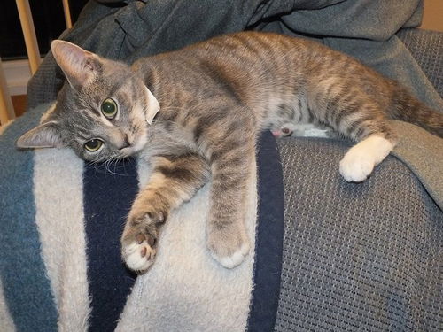 ZsaZsa