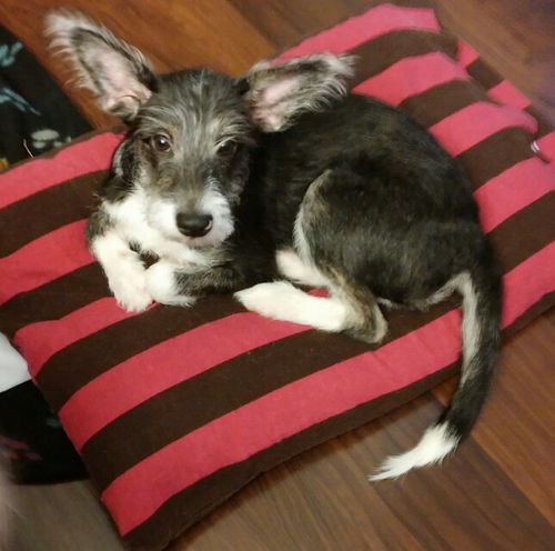 Rascal ADOPTION PENDING