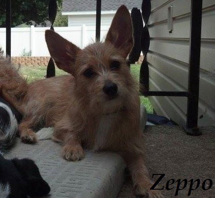 Zeppo - Marx Bros. ADOPTED