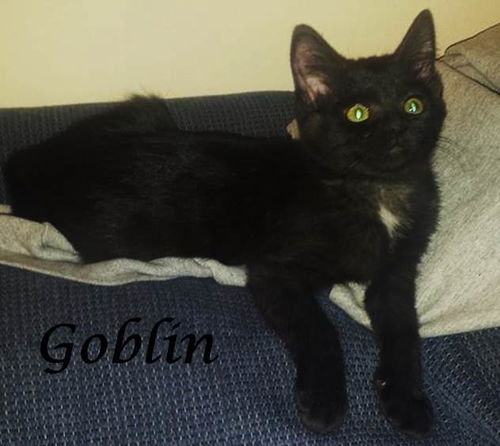Goblin (bonded with Duchess)