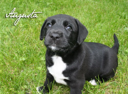 Georgia pups - Augusta ADOPTED