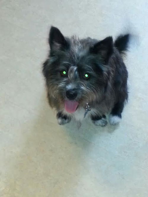 Ajay ADOPTED